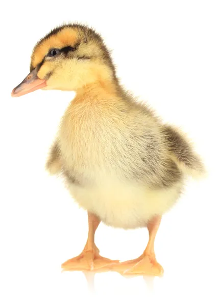 Pato bonito isolado em branco — Fotografia de Stock