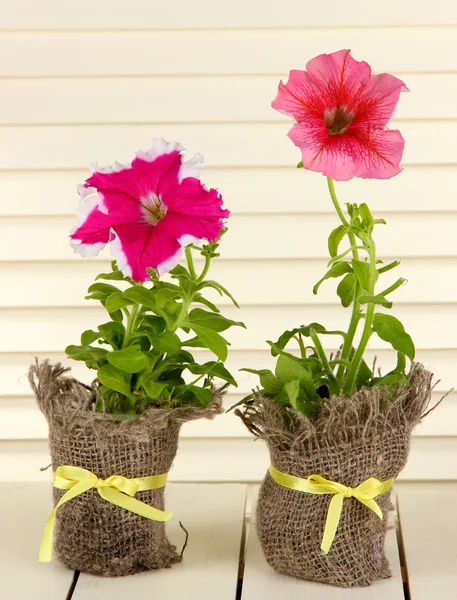 Petunias in pots on wooden background — Stock Photo, Image