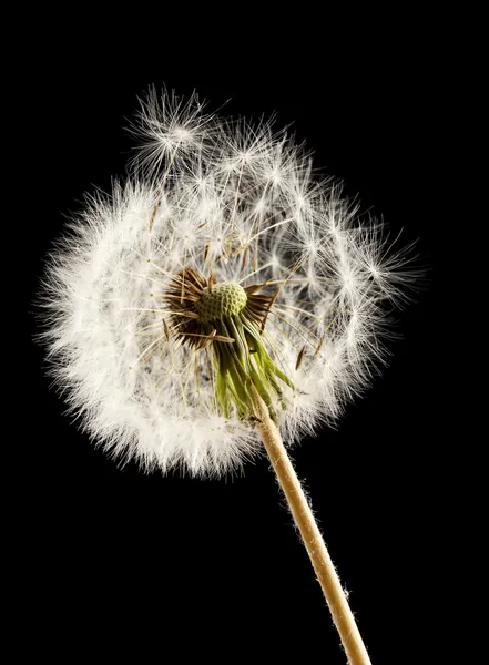 Hermoso diente de león con semillas sobre fondo negro — Foto de Stock