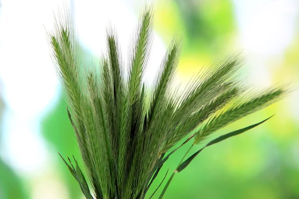 Many spikelets on nature background — Stock Photo, Image