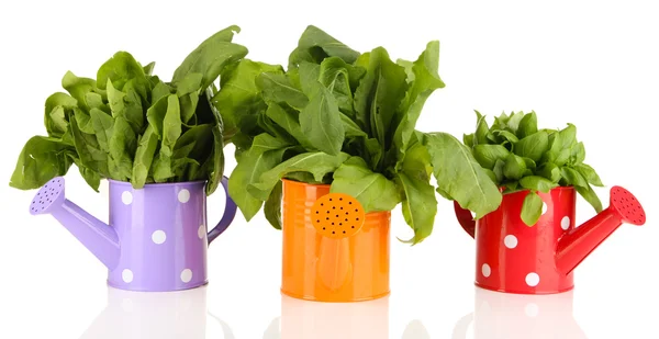 Fresh herbs in colorful watering cans isolated on white — Stock Photo, Image