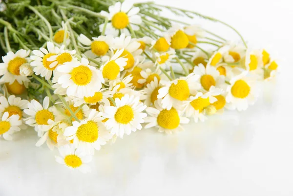 Many chamomile isolated on white — Stock Photo, Image