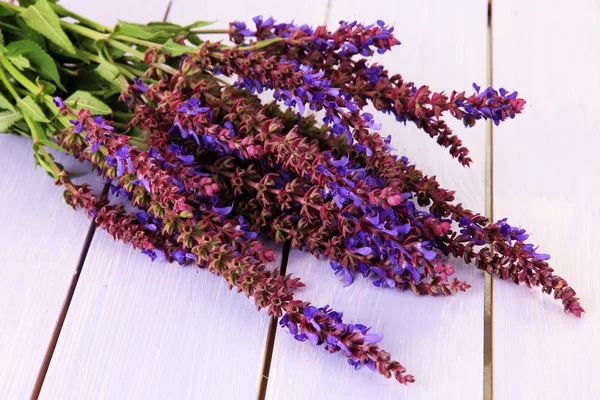 Salvia, květy fialové dřevěné pozadí — Stock fotografie
