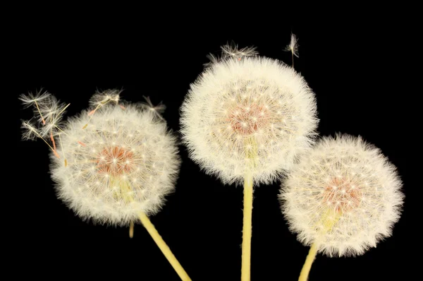 Paardebloem en vliegende zaden op zwarte achtergrond — Stockfoto