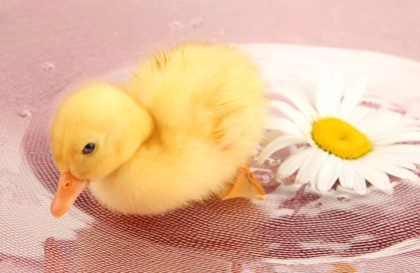 Floating cute duckling close up — Stock Photo, Image