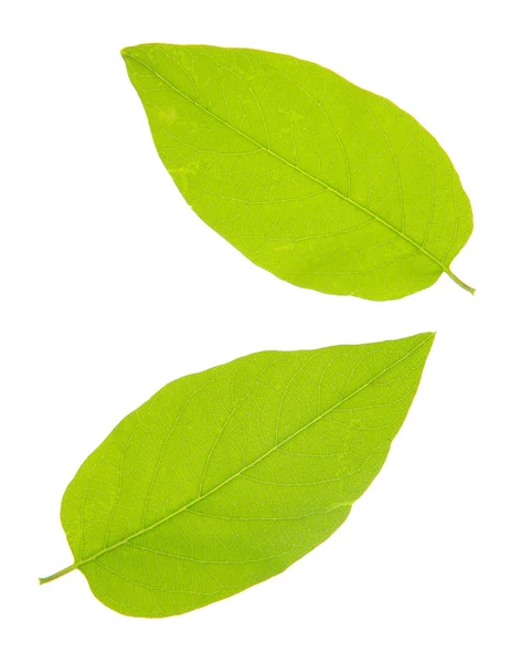 Hoja verde aislada sobre blanco — Foto de Stock