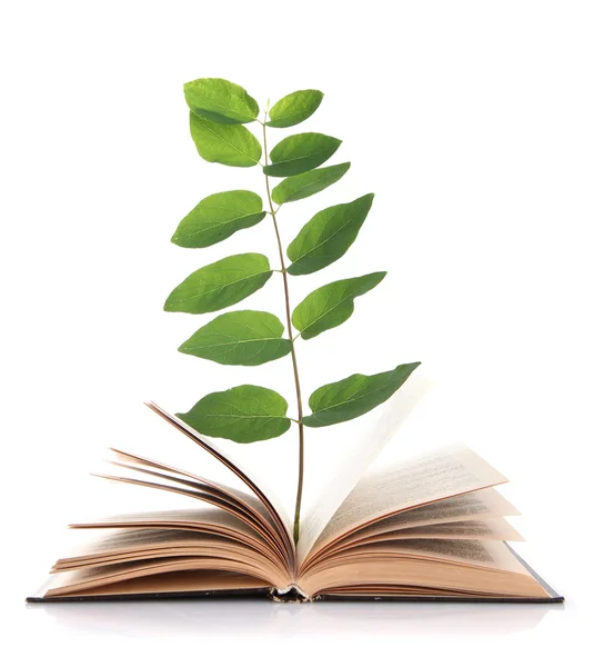 Libro con planta aislada sobre blanco — Foto de Stock