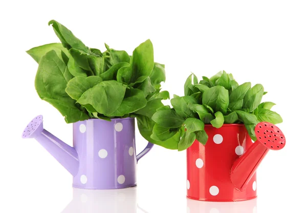 Fresh herbs in colorful watering cans isolated on white — Stock Photo, Image