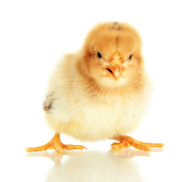 Frango pequeno isolado em branco — Fotografia de Stock