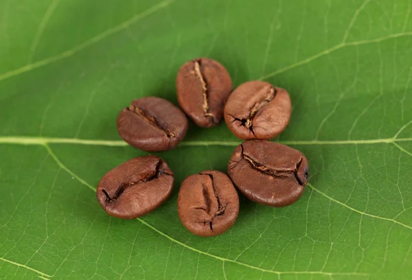 Kaffeekörner auf grünem Blatt in Nahaufnahme — Stockfoto