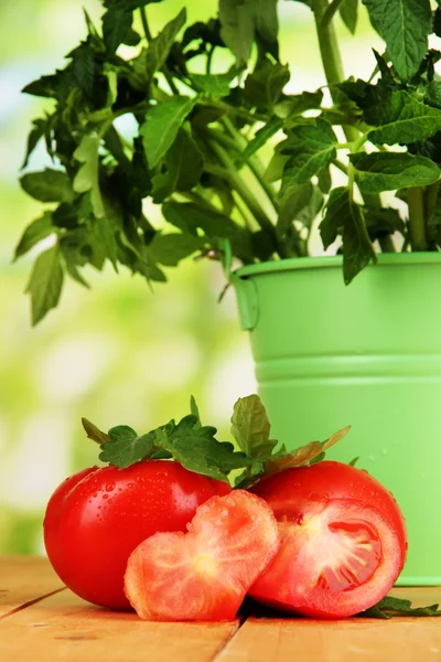 Свежие помидоры и молодое растение в ведре на деревянном столе на естественном фоне — стоковое фото
