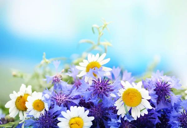 Beautiful bouquet of cornflowers and chamomiles on blue background — Stock Photo, Image