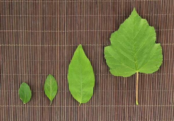 Gröna blad på bambu matta bakgrund — Stockfoto