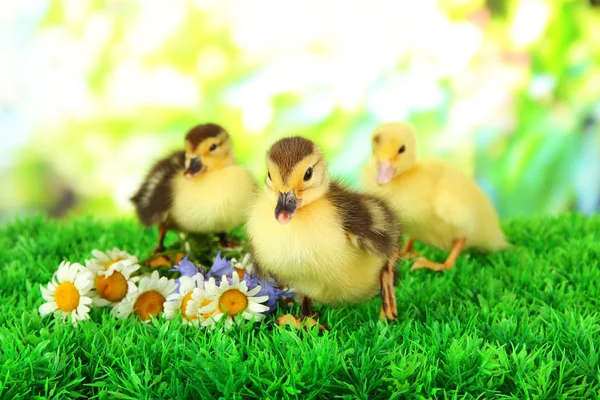 Cute ducklings on green grass, on bright background — Stock Photo, Image