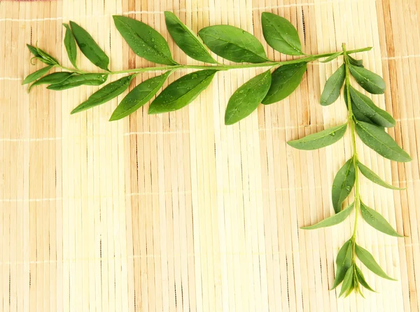 Daun hijau pada latar belakang tikar bambu — Stok Foto