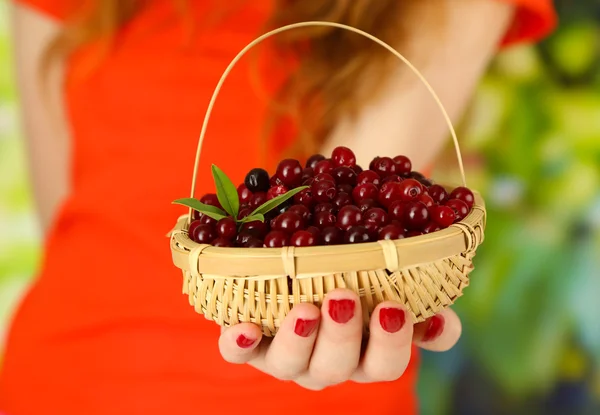 Woman hand holding basket of ripe red cranberries, close u — Stock Photo, Image