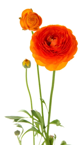 Ranunculus (persian buttercups), isolated on white — Stock Photo, Image