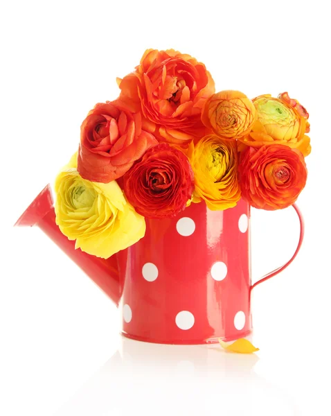 Ranunculus (persian buttercups) in watering can, isolated on white — Stock Photo, Image
