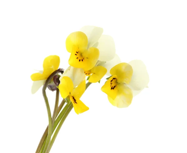 Little wild pansies, isolated on white — Stock Photo, Image
