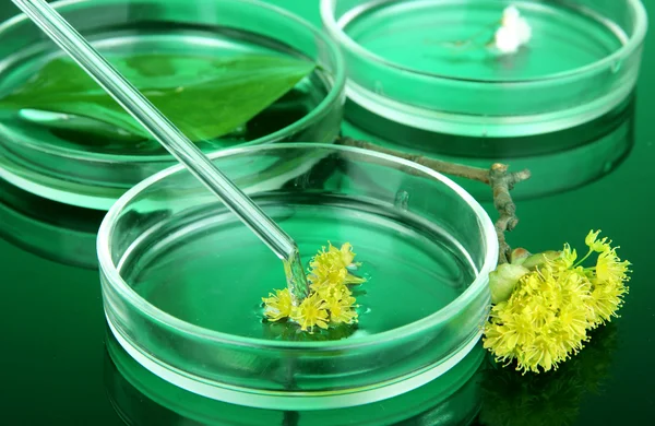 Kémiai kutatás-Petri-csészékben, sötét zöld háttér — Stock Fotó