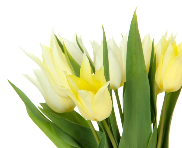 Krásné bílé tulipány izolovaných na bílém — Stock fotografie