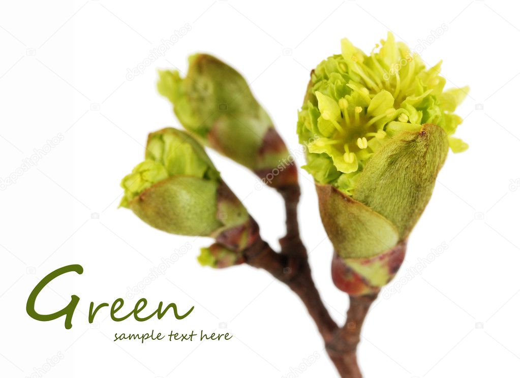 Blossoming buds on tree isolated on white