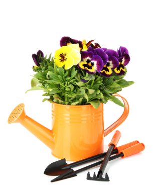 güzel Hercai Menekşe çiçek beyaz izole