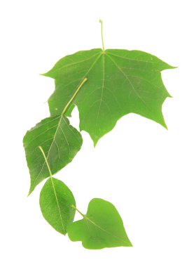 yeşil yapraklar beyaz üzerinde izole