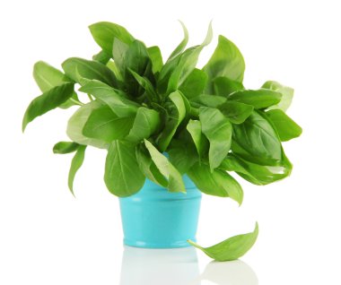 taze ot üzerinde beyaz izole renkli kova içinde