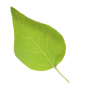 yeşil yaprak beyaz üzerinde izole