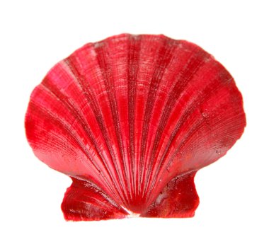 beyaz izole renkli deniz kabuğu