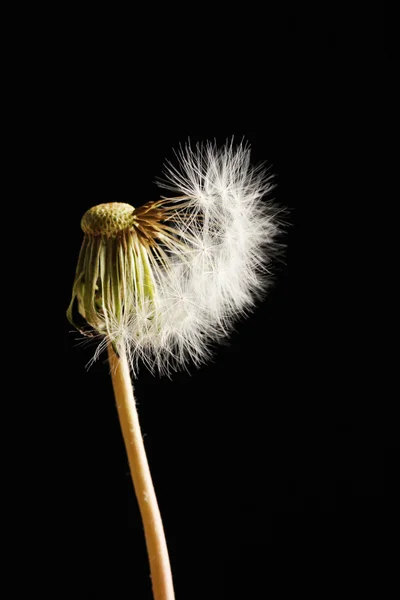 Mooie paardebloem met zaden op zwarte achtergrond — Stockfoto