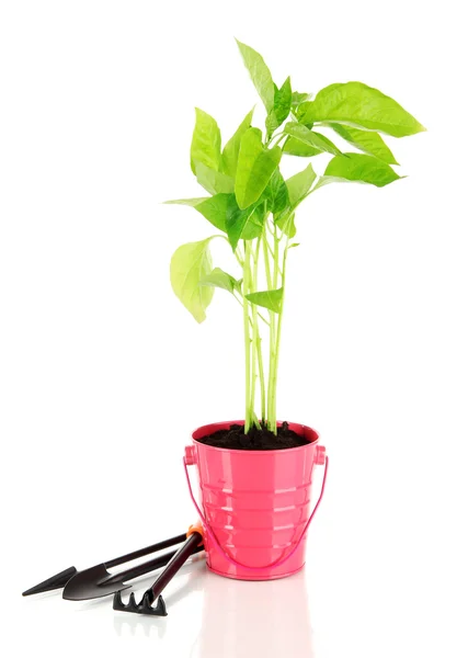 Planta joven en cubo aislado en blanco — Foto de Stock