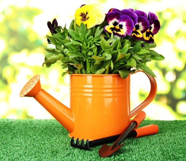 Beautiful pansies flowers on grass on bright background — Stock Photo, Image