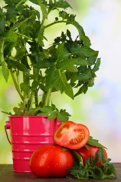 Tomates frescos y planta joven en cubo sobre mesa de madera sobre fondo natural — Foto de Stock