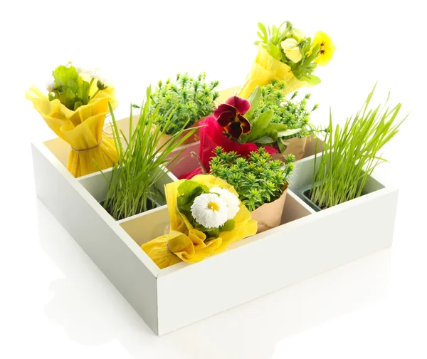Piękne wiosenne kwiaty i trawa w drewnianej skrzyni na białym tle — Zdjęcie stockowe