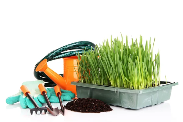 Seed box with seedling isolated on white — Stock Photo, Image