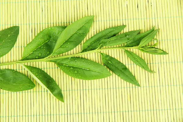 Gröna blad på bambu matta bakgrund — Stockfoto