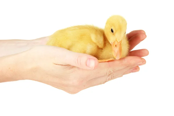 Mão com patinho bonito, isolado em branco — Fotografia de Stock