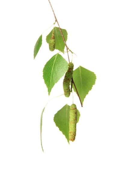 Zöld nyírfa levelek elszigetelt fehér — Stock Fotó