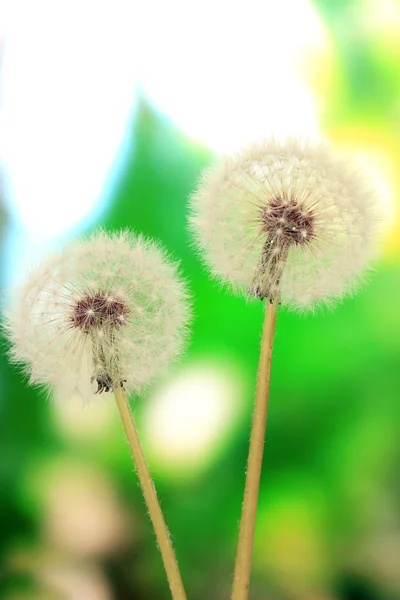 Dandelions on bright background — Stock Photo, Image