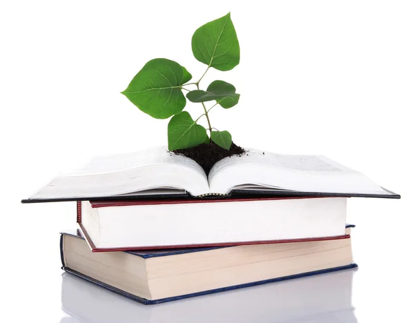 Books with plant isolated on white — Stock Photo, Image