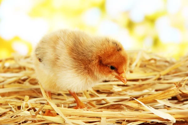 Little chicken on straw on bright background — Stock Photo, Image