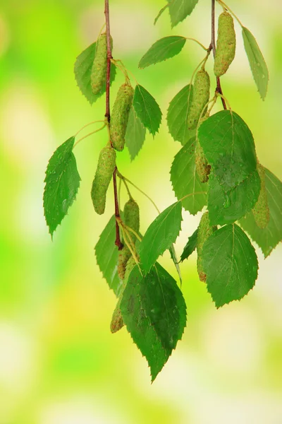 Groene berk verlaat, op groene achtergrond — Stockfoto