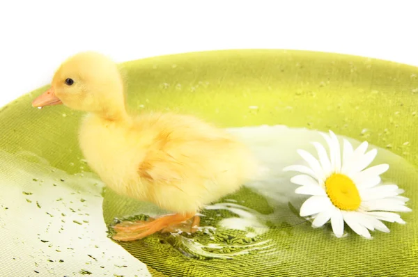 Flotante lindo patito de cerca — Foto de Stock