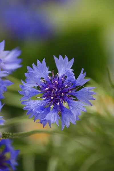 Schöne Kornblume auf grünem Hintergrund — Stockfoto