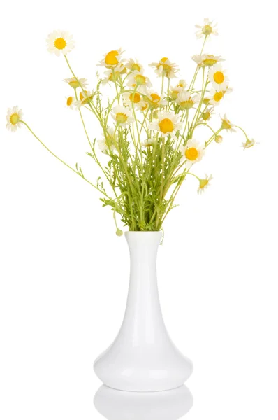 Small chamomiles in vase isolated on white — Stock Photo, Image