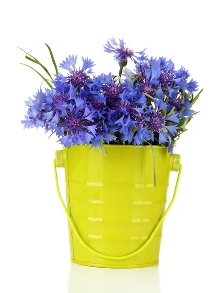 Bouquet of cornflowers in pail, isolated on white — Stock Photo, Image