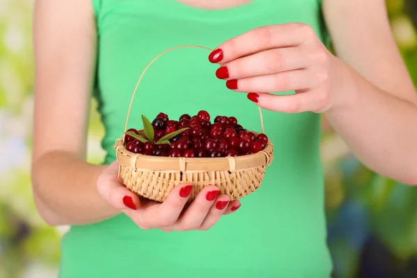 Mulher mãos segurando cesta de cranberries vermelhos maduros, perto u — Fotografia de Stock