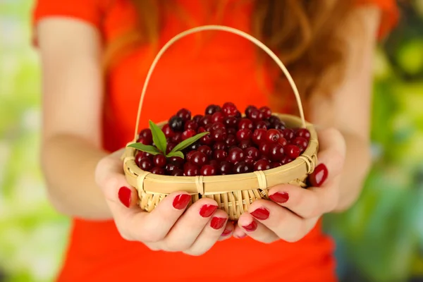 Mulher mãos segurando cesta de cranberries vermelhos maduros, perto u — Fotografia de Stock